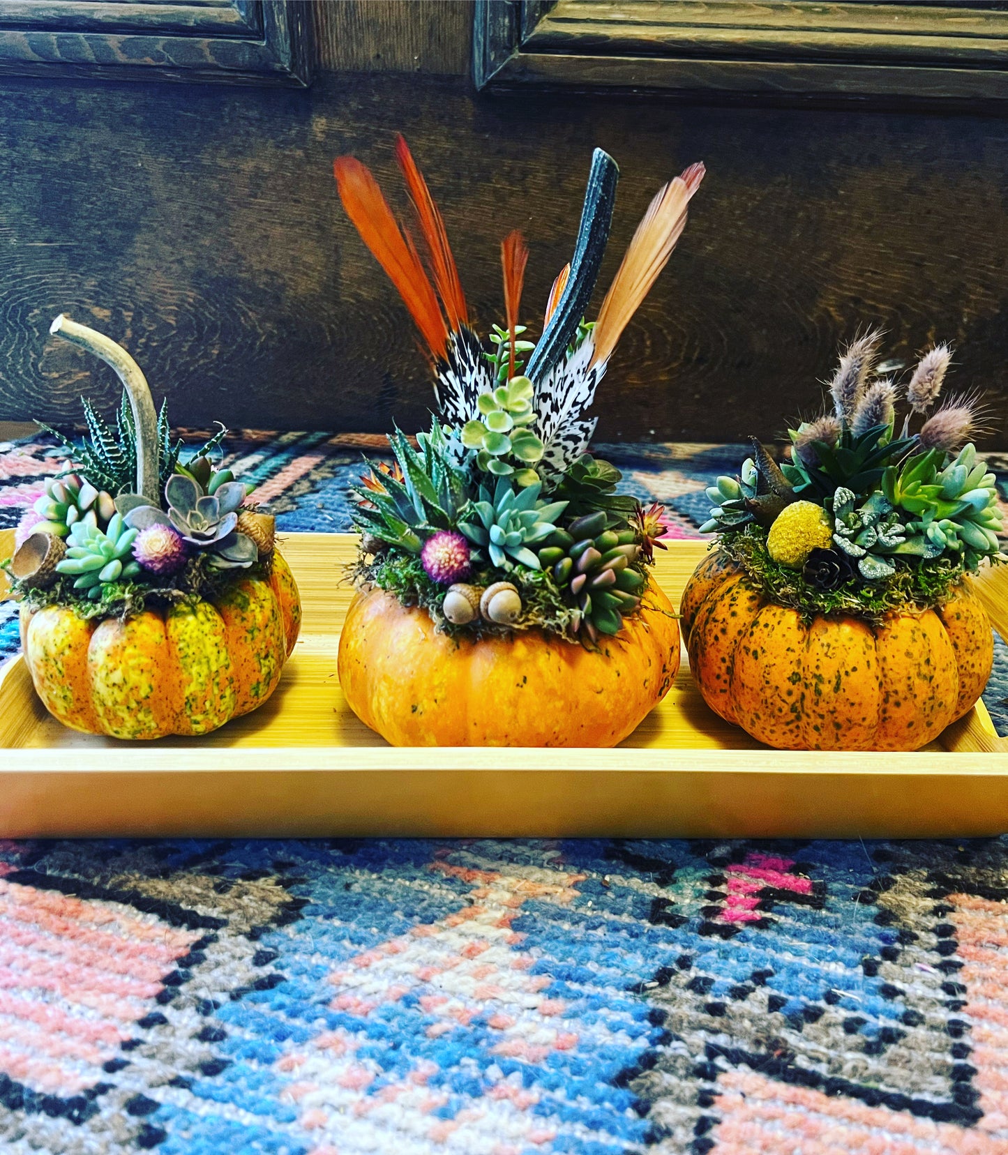 Small Succulent Pumpkins