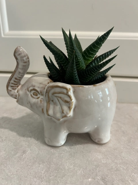 Elephant DIY kit with Haworthia