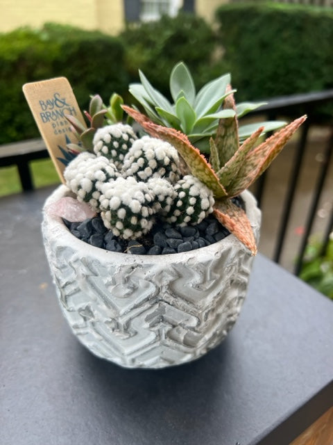 white succulent planter Succulent and Cacti arrangemntt in white pot