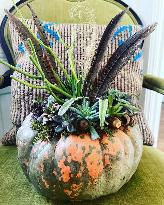 Large Succulent Pumpkins