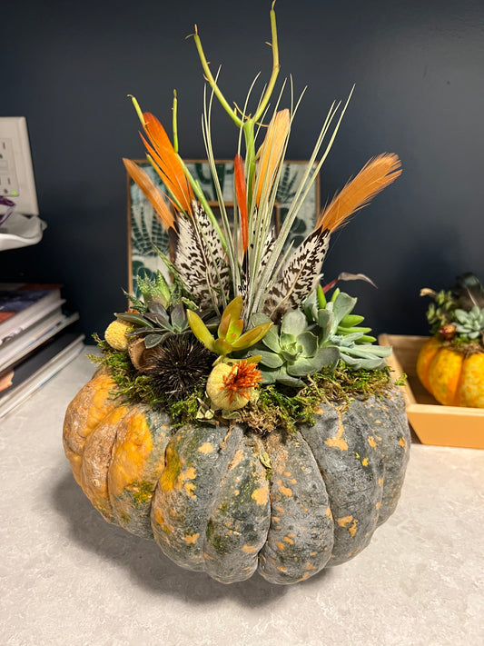 Medium Succulent Pumpkins