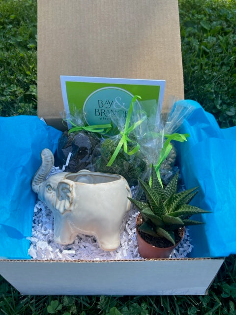 Elephant DIY kit with Haworthia