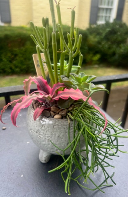 Succulent arrangement in footed white planter