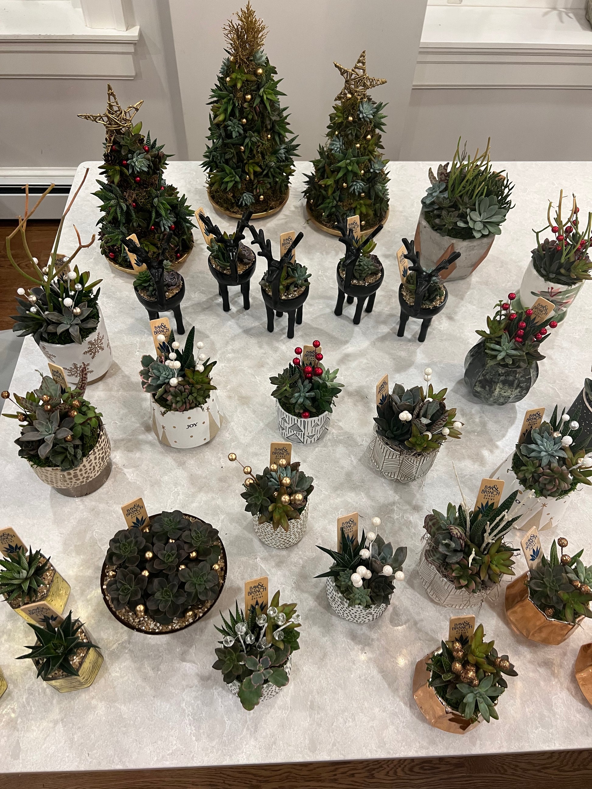 succulent tree Succulent Christmas Trees – Bay & Branch Plant Design